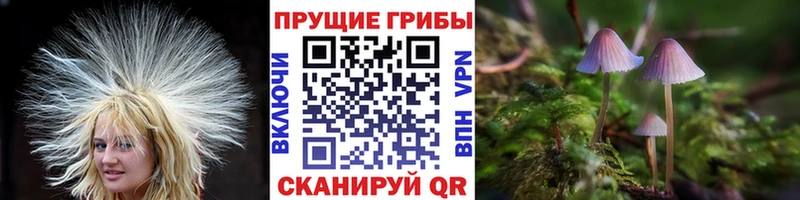 Псилоцибиновые грибы Magic Shrooms  Купить закладки  Дубовка 
